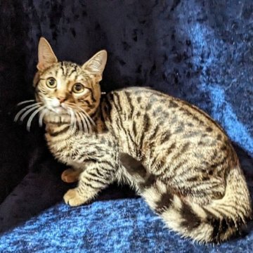 ジェネッタ【静岡県・男の子・2023年6月8日・ブラウンタビー】の写真「懐っこい男の子です」