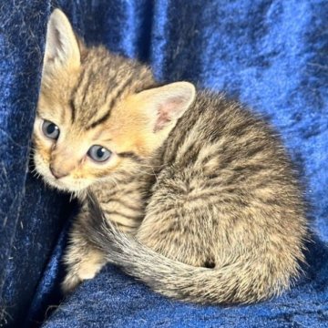 マンチカン(短足)【静岡県・男の子・2023年10月26日・ブラウンタビー】の写真「とっても可愛い短足ちゃん」