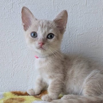 マンチカン(長足)【静岡県・女の子・2024年8月9日・クリームタビー】の写真「とっても元気な女の子」