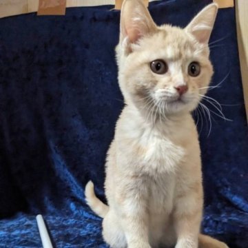 マンチカン(長足)【静岡県・女の子・2023年7月28日・クリームタビー】の写真「人懐っこさ抜群の女の子」