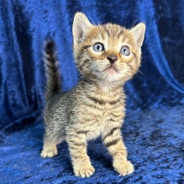 マンチカン(長足)【静岡県・男の子・2023年10月26日・ブラウンタビー】の写真「元気いっぱいな男の子」