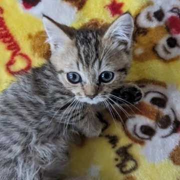 マンチカン(短足)【静岡県・女の子・2023年12月8日・ブラウンタビー】の写真「可愛い短足お姫様」