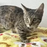 マンチカン(短足)【静岡県・女の子・2024年3月10日・ブラウンパッチドタビー】の写真1