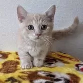 マンチカン(短足)【静岡県・女の子・2023年12月3日・クリームタビー】の写真1