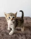 ジェネッタ【静岡県・女の子・2024年9月17日・ブラウンスポテッドタビー】の写真2