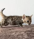 ベンガル【静岡県・男の子・2024年9月26日・ブラウンスポテッドタビー 【ロゼット】】の写真3