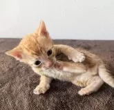 ジェネッタ【静岡県・男の子・2024年9月17日・レッドスポテッドタビー】の写真4