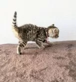 ジェネッタ【静岡県・女の子・2024年9月17日・ブラウンスポテッドタビー】の写真5