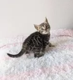 ベンガル【静岡県・男の子・2024年2月29日・ブラウンスポテッドタビー】の写真5