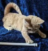 マンチカン(長足)【静岡県・女の子・2023年7月28日・クリームタビー】の写真5