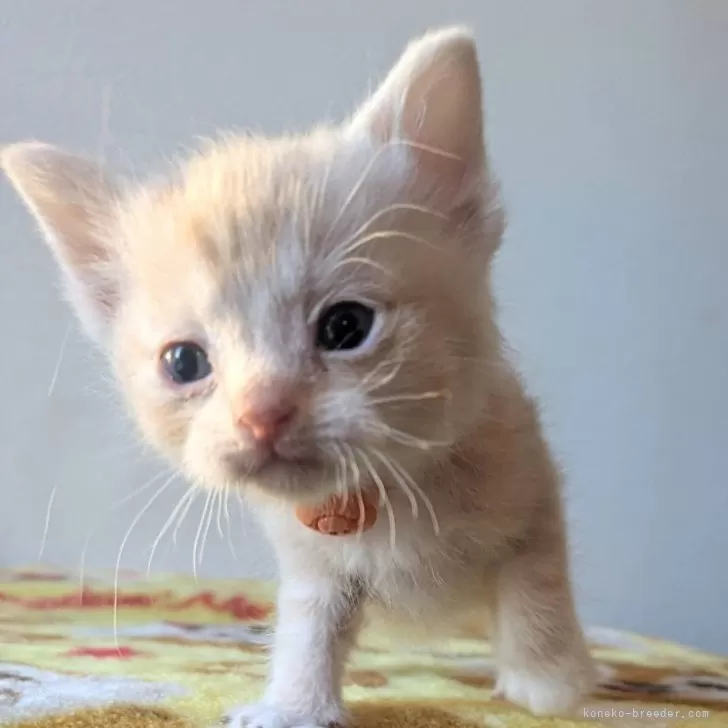 ID:2501-02659の子猫