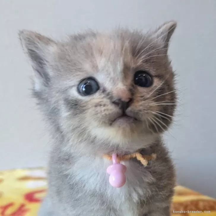 ID:2502-00010の子猫