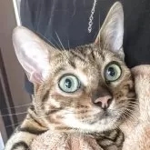 ベンガル