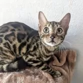 ベンガル