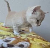 マンチカン(長足)【静岡県・男の子・2024年12月27日・クリームタビーアンドホワイト】の写真3