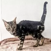 ベンガル【静岡県・女の子・2025年3月28日・ブラウンマーブルドタビー】の写真3