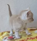 マンチカン(長足)【静岡県・男の子・2024年12月27日・クリームタビーアンドホワイト】の写真4