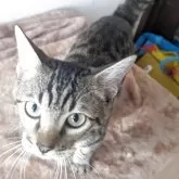 ベンガル【静岡県・男の子・2025年3月2日・ブラウンスポテッドタビー(ロゼット)】の写真4