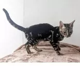 ベンガル【静岡県・女の子・2025年3月28日・ブラウンマーブルドタビー】の写真5