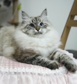 サイベリアン【・女の子・2022年2月9日・シールリンクスポイント】