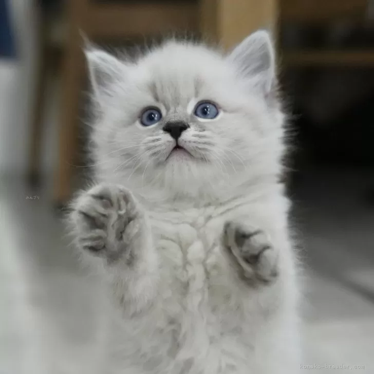 ID：2405-03110の子猫