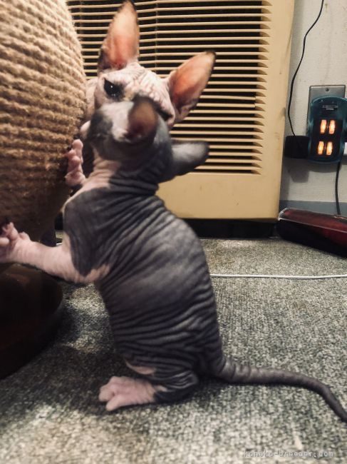 爪とぎを持ち上げようといているのを心配そうに見守るお姉さん猫｜中井　勝博(なかい　かつひろ)ブリーダー(大阪府・スフィンクス・NAG CAT CLUB登録)の紹介写真3