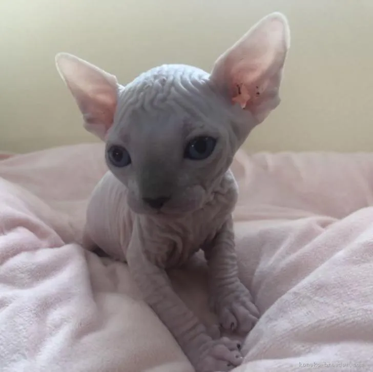 ID:2211-01814の子猫