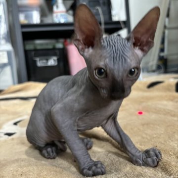 スフィンクス【大阪府・男の子・2024年5月23日・ブラック（短毛）】の写真「希少価値が高い全身黒色です。」