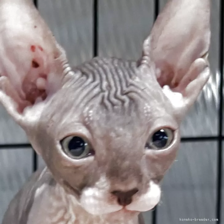ID：2507-03197の子猫