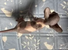 スフィンクス【大阪府・女の子・2025年3月1日・ブルー&レッド】の写真2「上から見た時の模様です。」