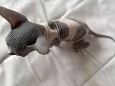 スフィンクス【大阪府・女の子・2025年3月1日・ブルー&レッド】の写真3「座った状態での上からの画像です。」