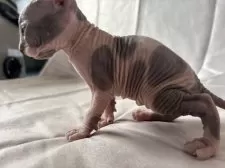 スフィンクス【大阪府・女の子・2025年3月1日・ブルー&レッド】の写真5「左から見た時の模様です。」