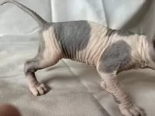 スフィンクス【大阪府・女の子・2025年3月1日・ブルー&レッド】の写真6「お尻を上げた状態の画像です。、」