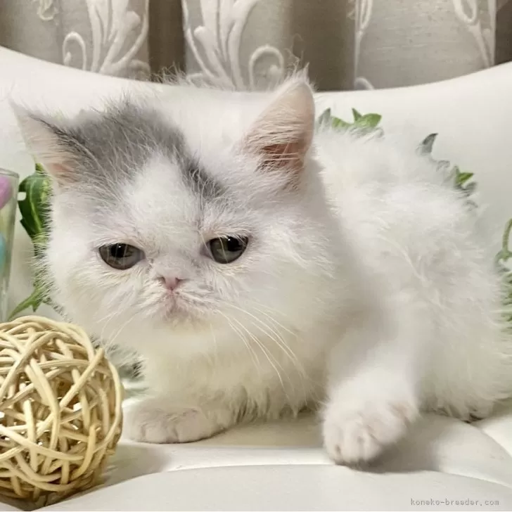 ID：2407-02161の子猫