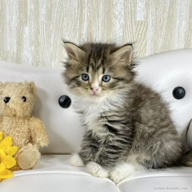 ID:2208-01705の子猫