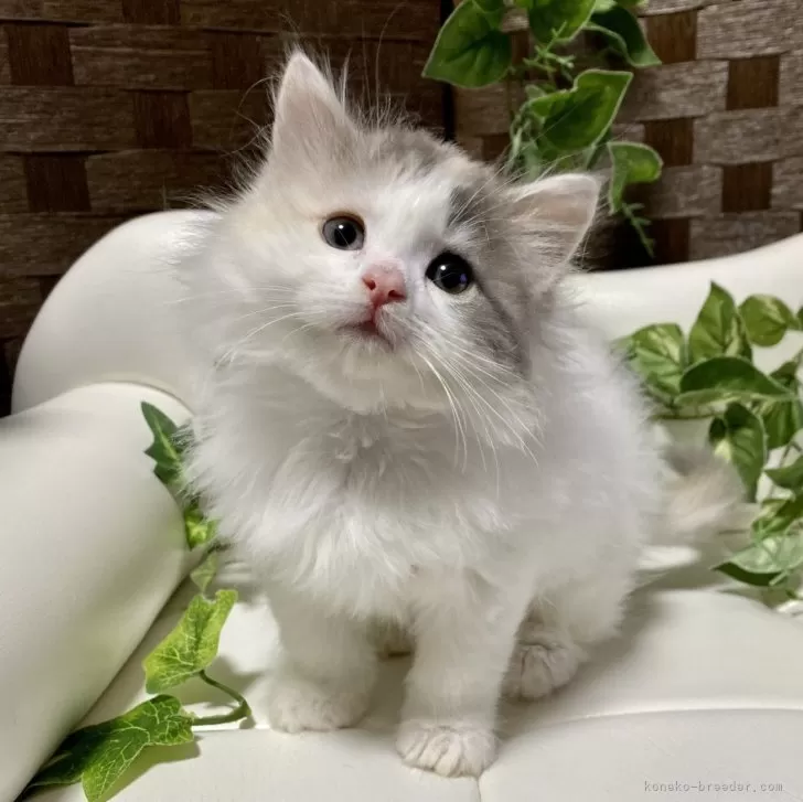 ID:2312-01751の子猫