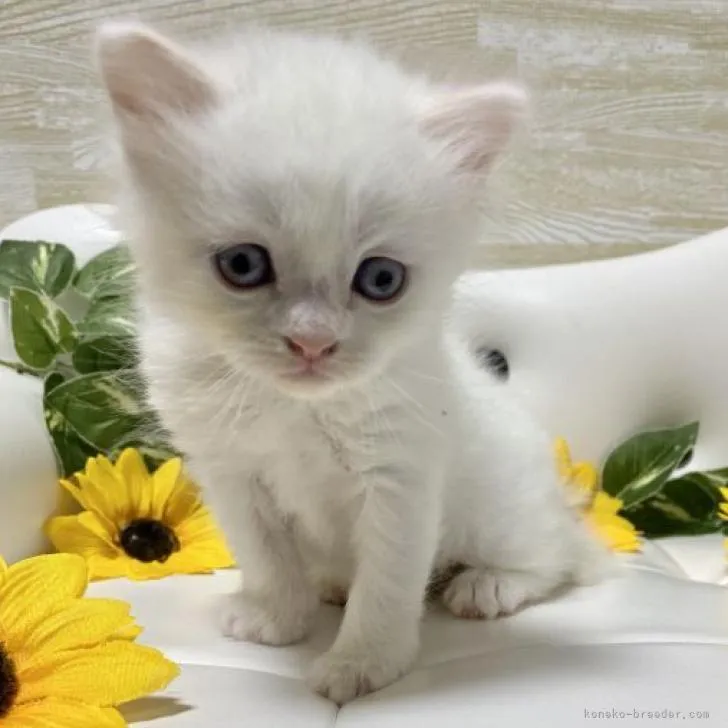 ID:2207-01139の子猫