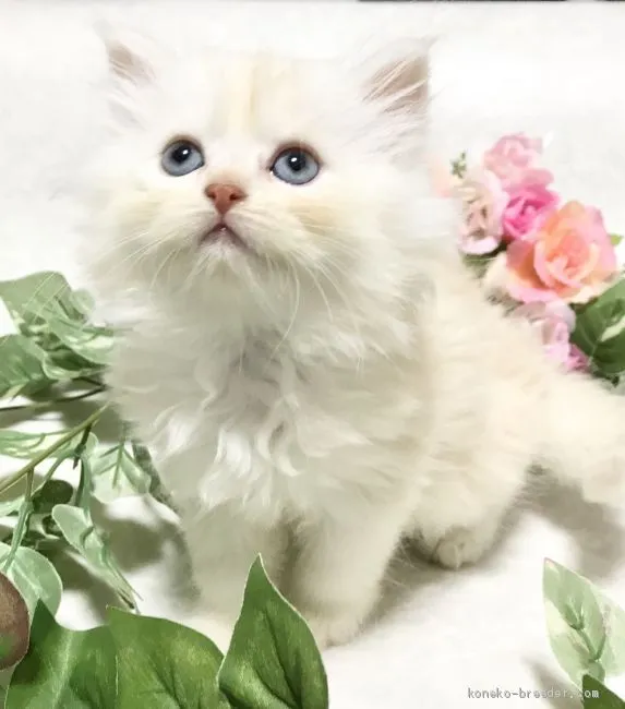 ID：2009-01337の子猫