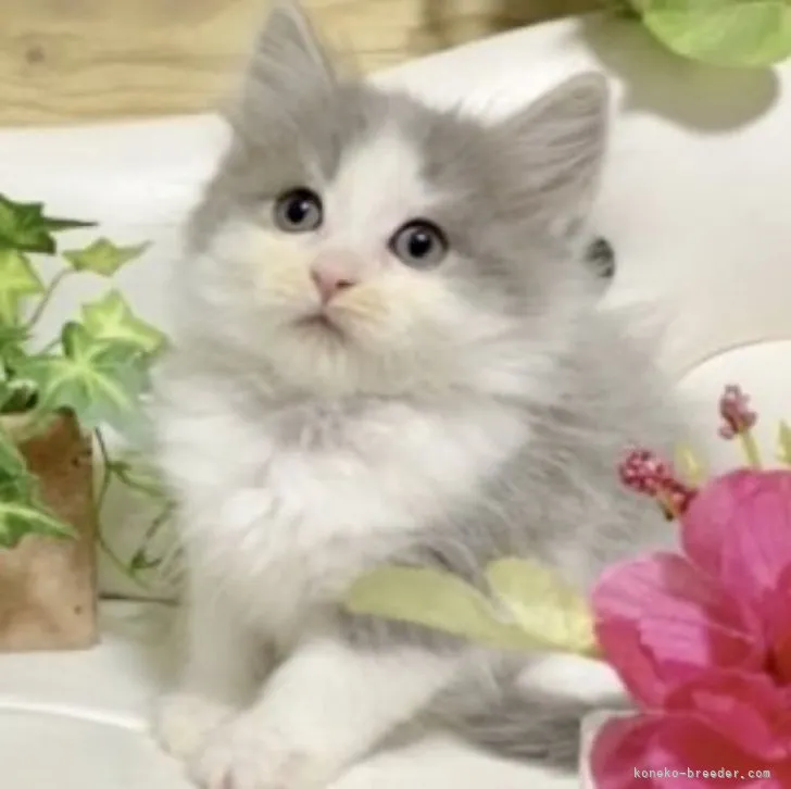 ID:2309-00363の子猫