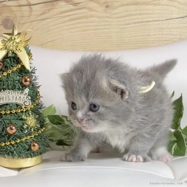 ID：2211-01166の子猫