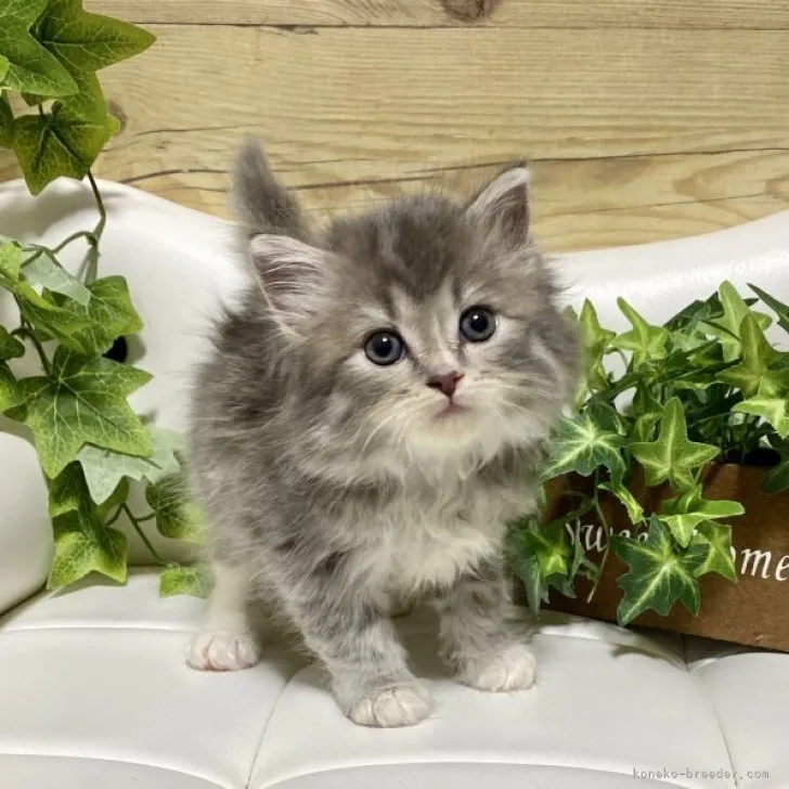 ID:2307-02583の子猫
