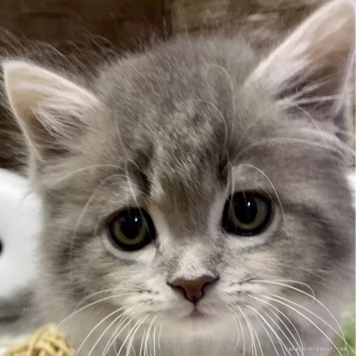 ID:2402-00134の子猫