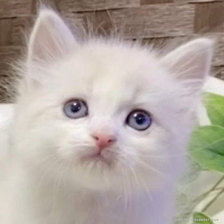 ID：2402-01571の子猫