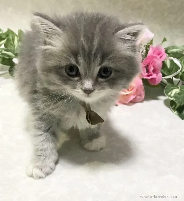 ID:2009-00078の子猫