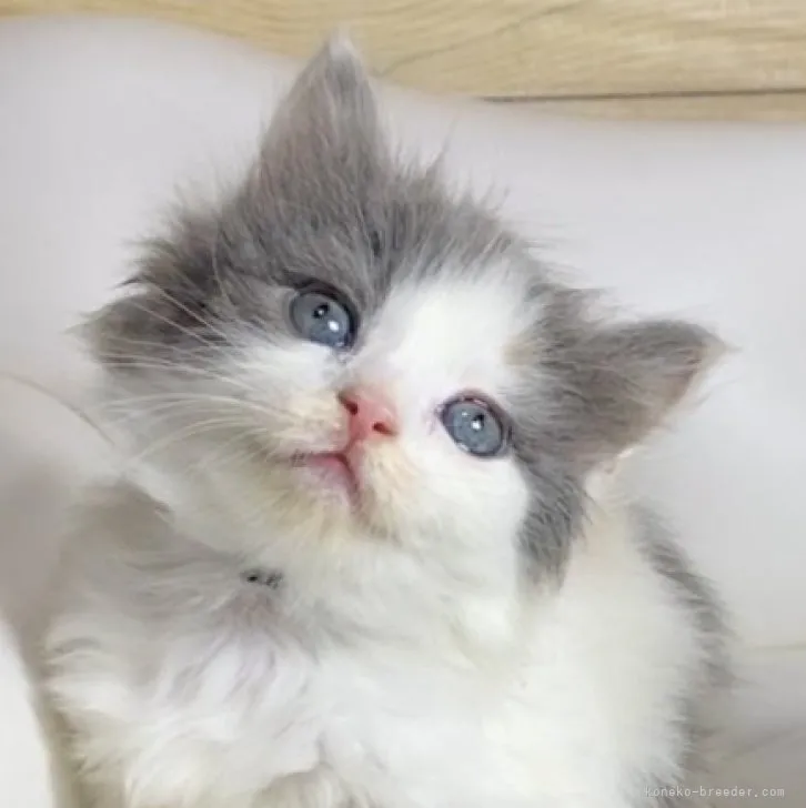 ID:2305-03163の子猫