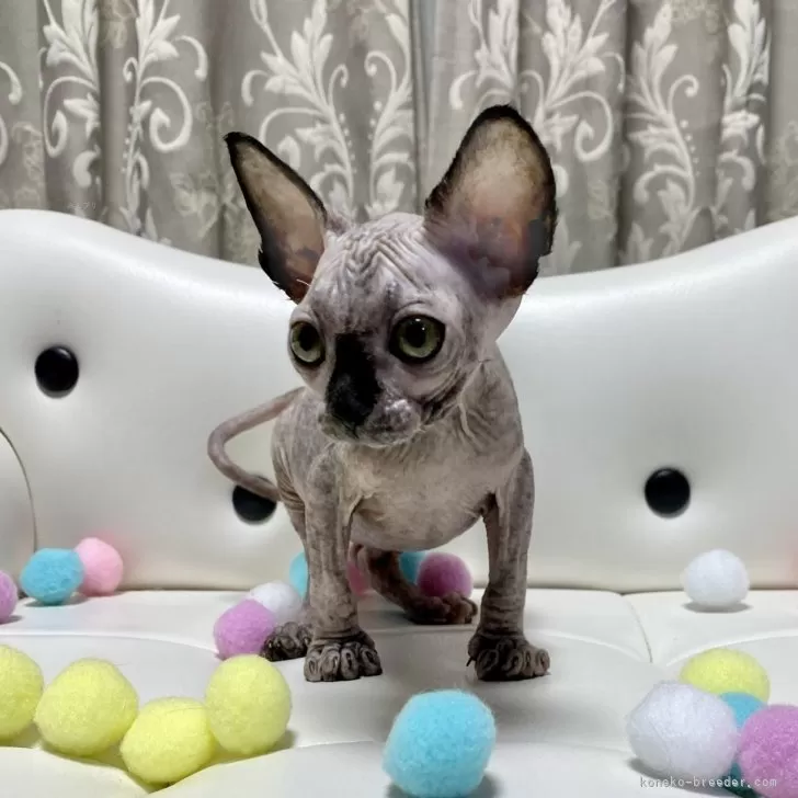 ID:2407-03216の子猫