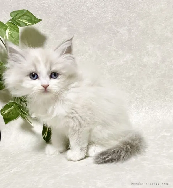 ID:2112-00633の子猫