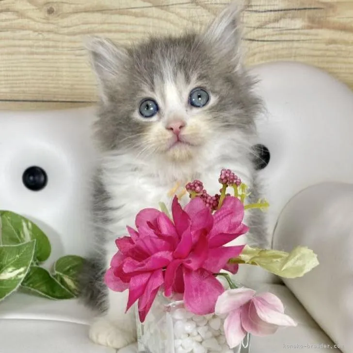 ID：2302-00074の子猫