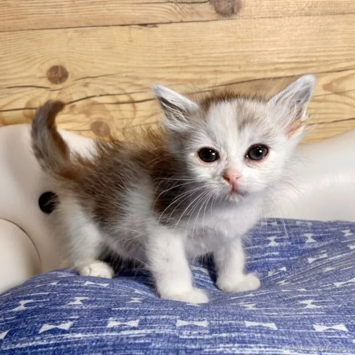 ID：2303-02526の子猫
