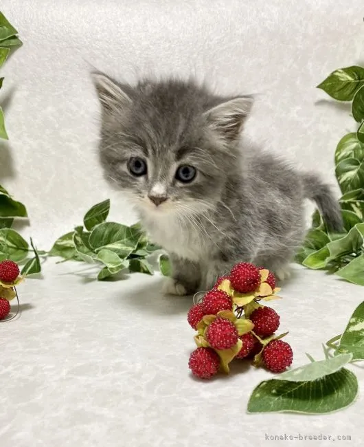 ID：2109-02682の子猫